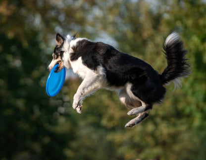 Dog Frisbee Flying Disc Pet Training Toy for Active Play Blue