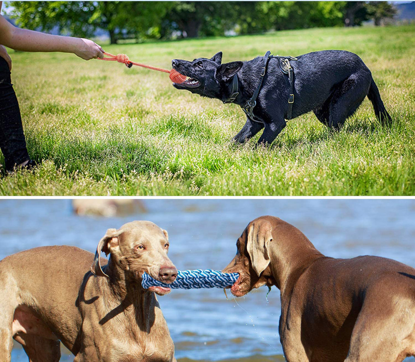 Interactive Dog Chew Toy Set for Aggressive Chewers