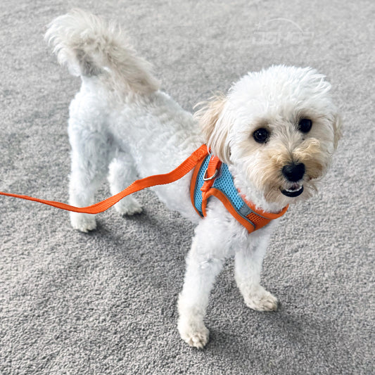 XXS Dog Harness and Leash Set for Small Dogs and Cats Orange