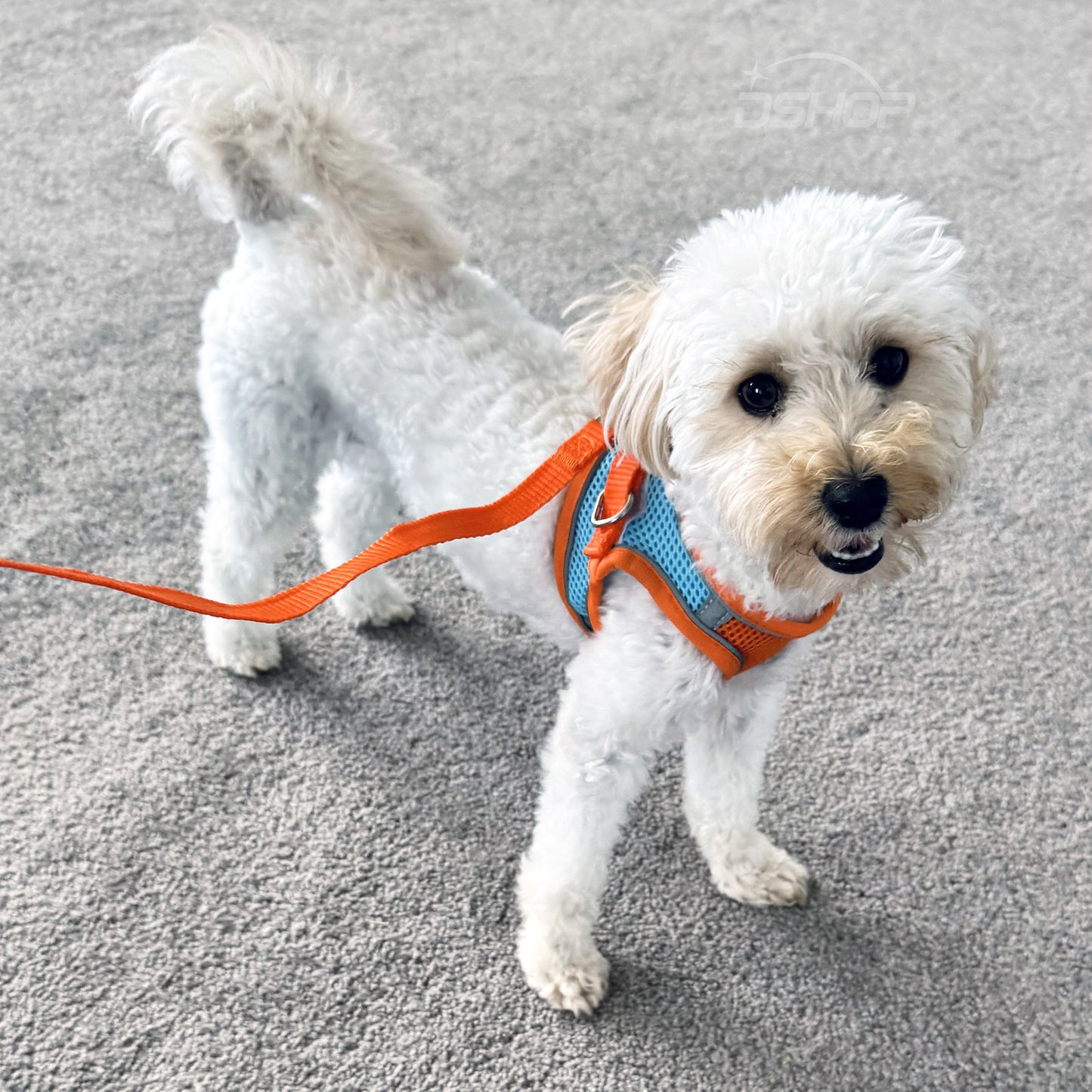 Medium Dog Harness and Leash Set Pet Vest Lead Orange