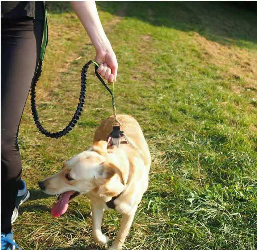 Hands-Free Running Bungee Dog Leash for Active Pet Owners