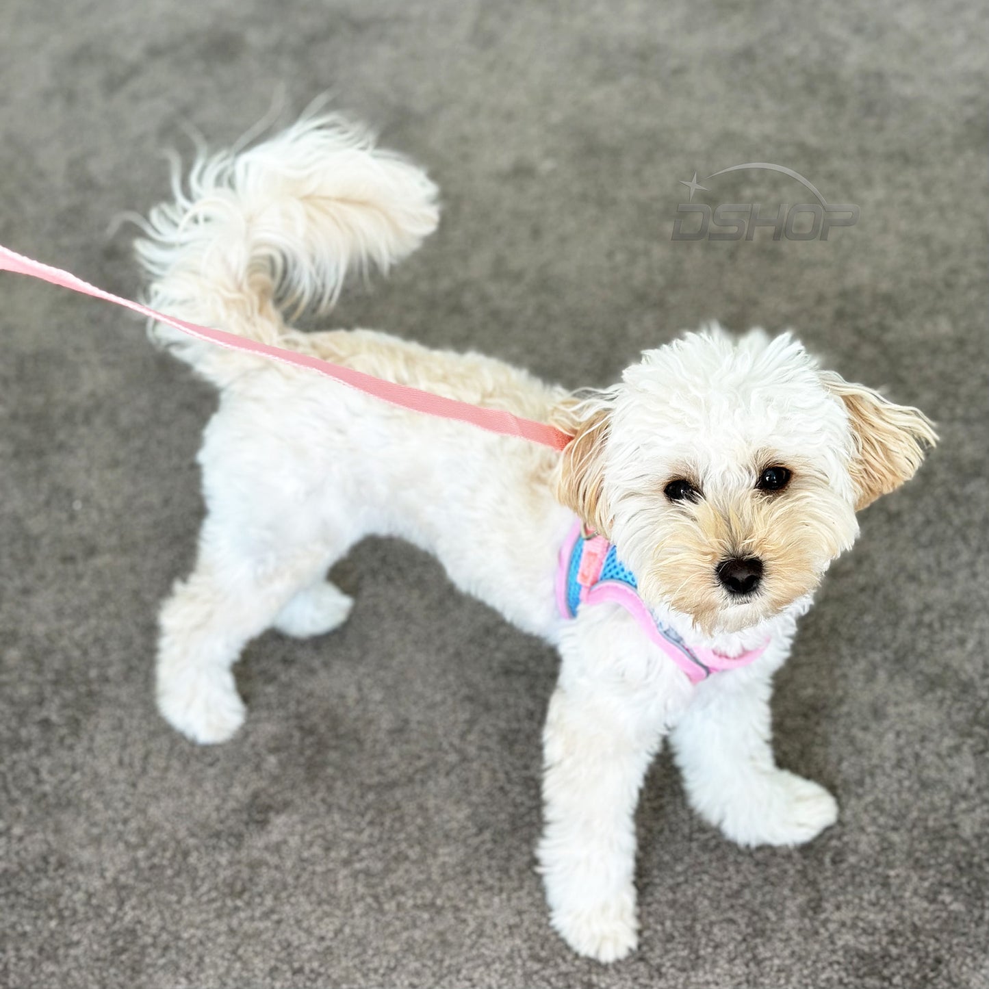 Medium Dog Harness and Leash Set Adjustable Pet Vest Lead Pink