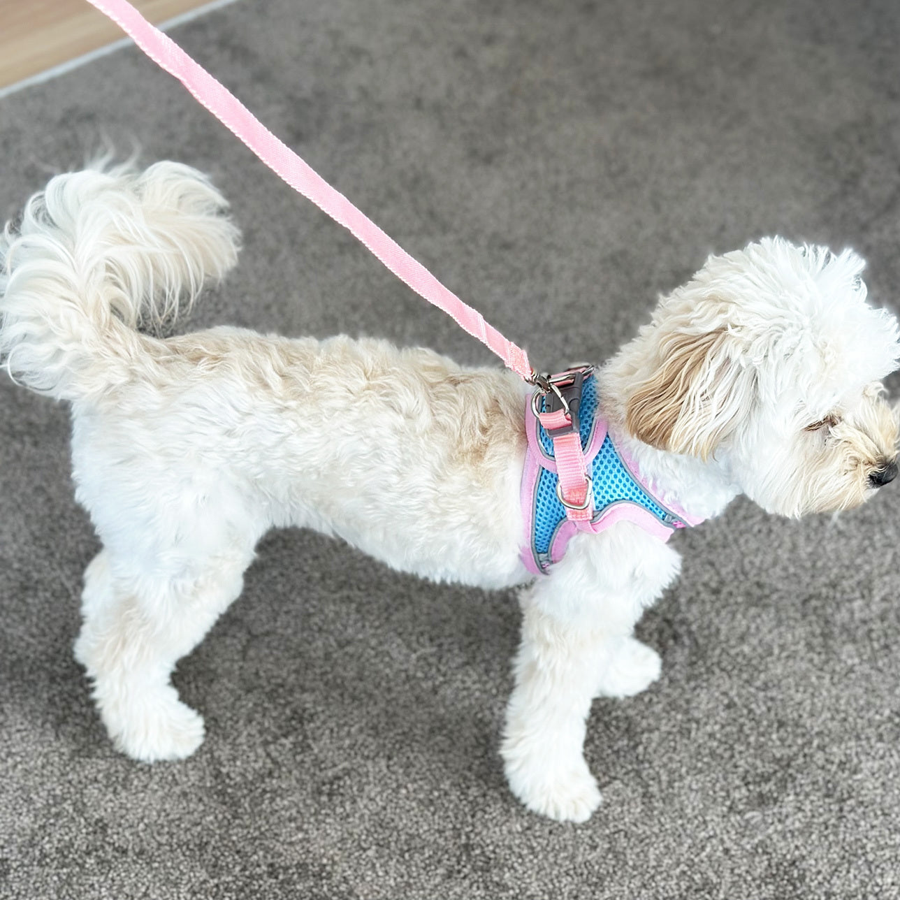 XS Dog Harness and Leash Set for Small Dogs and Cats Pink